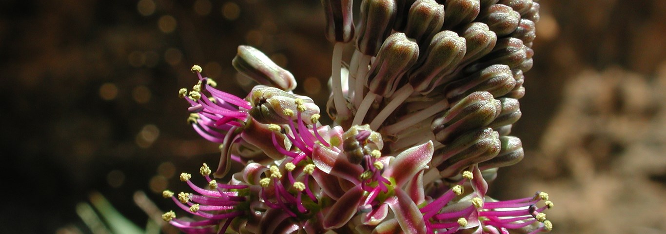 Ledebouria ovalifolia
